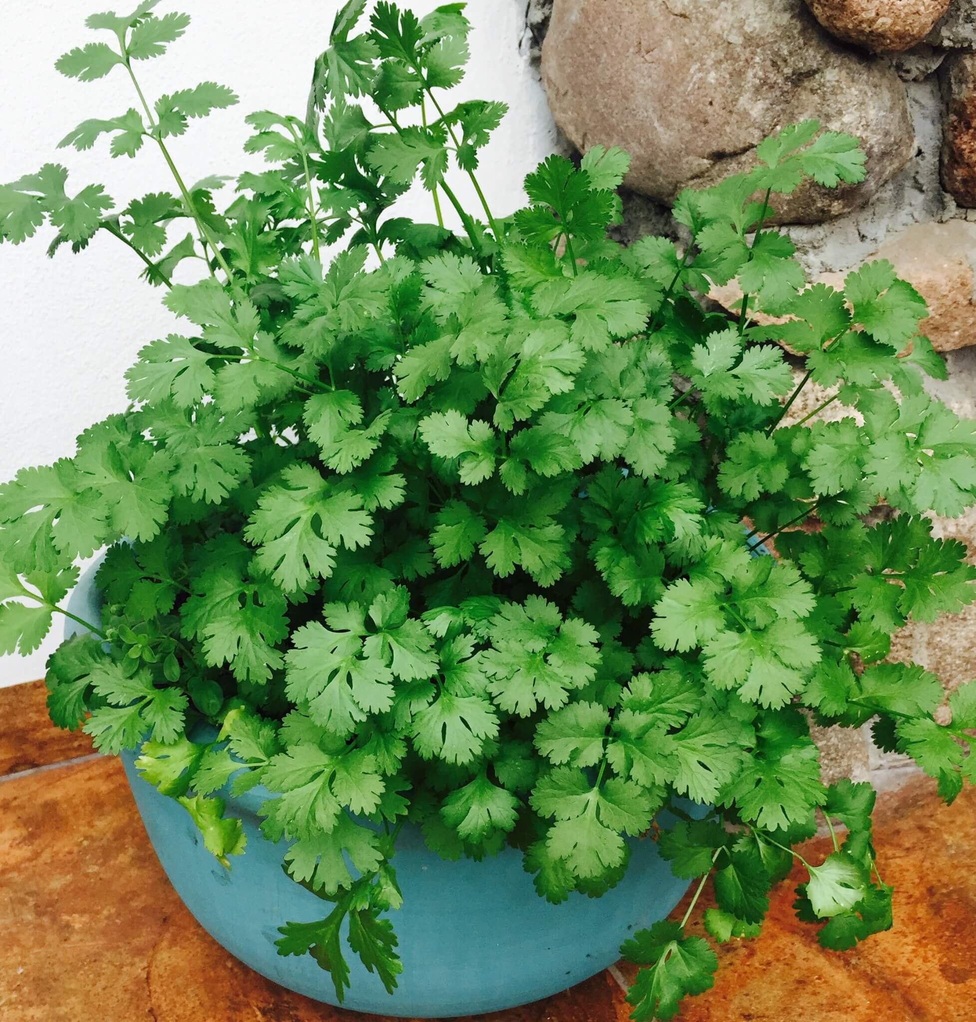 olejki doterra kolendra
