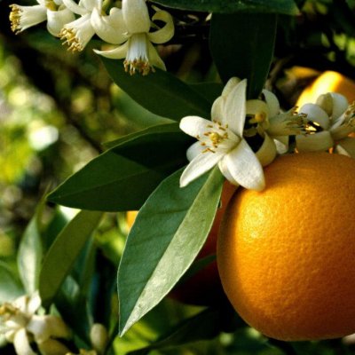 orange